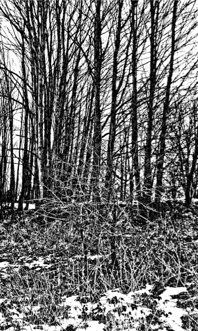 Winter Trees, Woodcut, 10 X 66 Cm